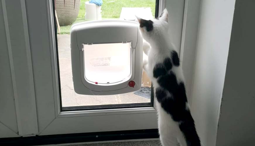 dog and cat flap fitting